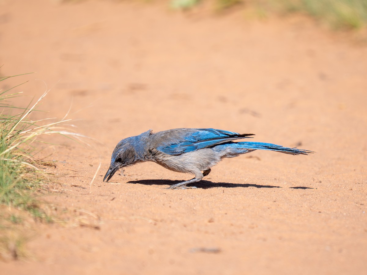 Woodhouse's Scrub-Jay - ML659637524
