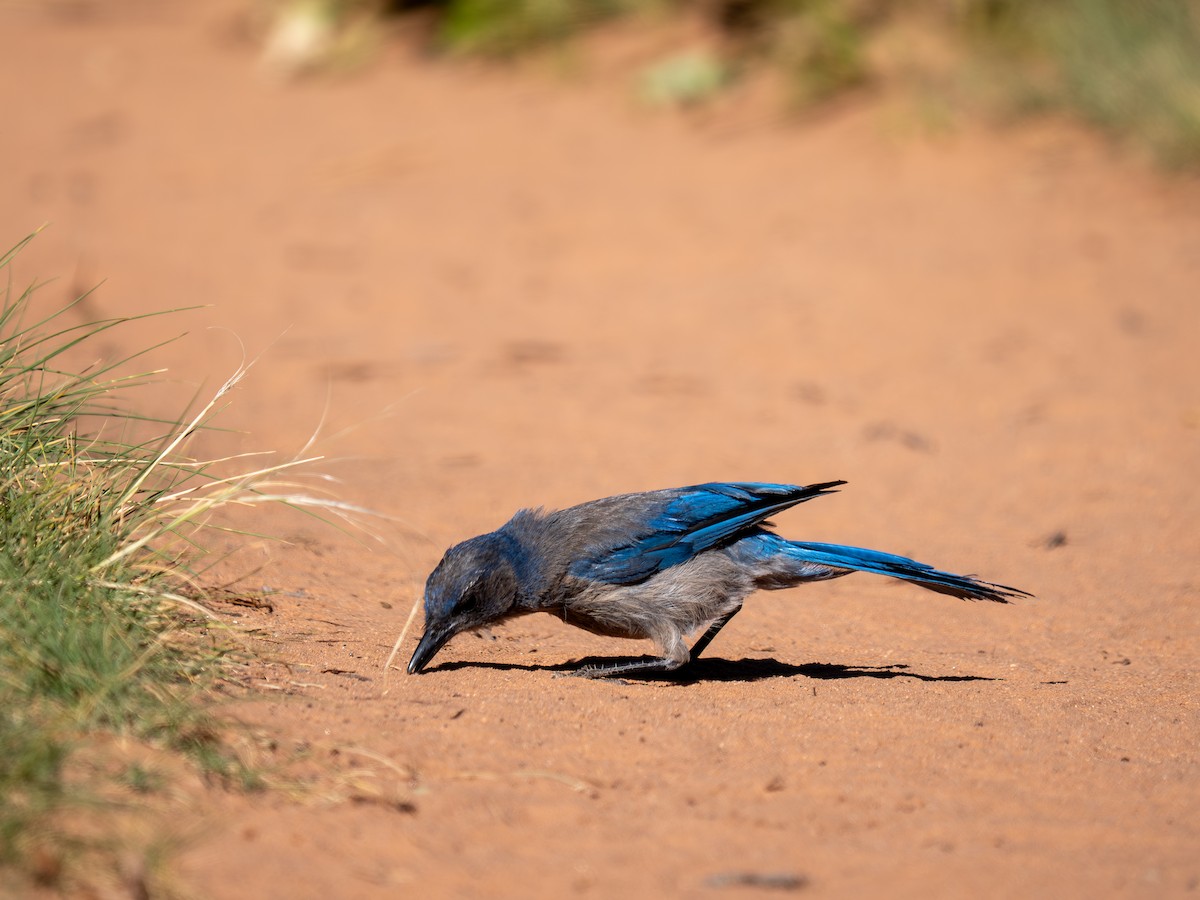 Woodhouse's Scrub-Jay - ML659637525