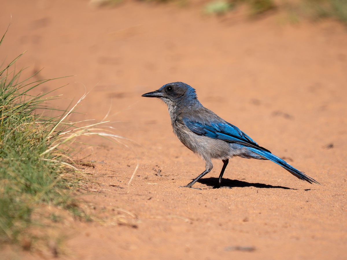 Woodhouse's Scrub-Jay - ML659637526
