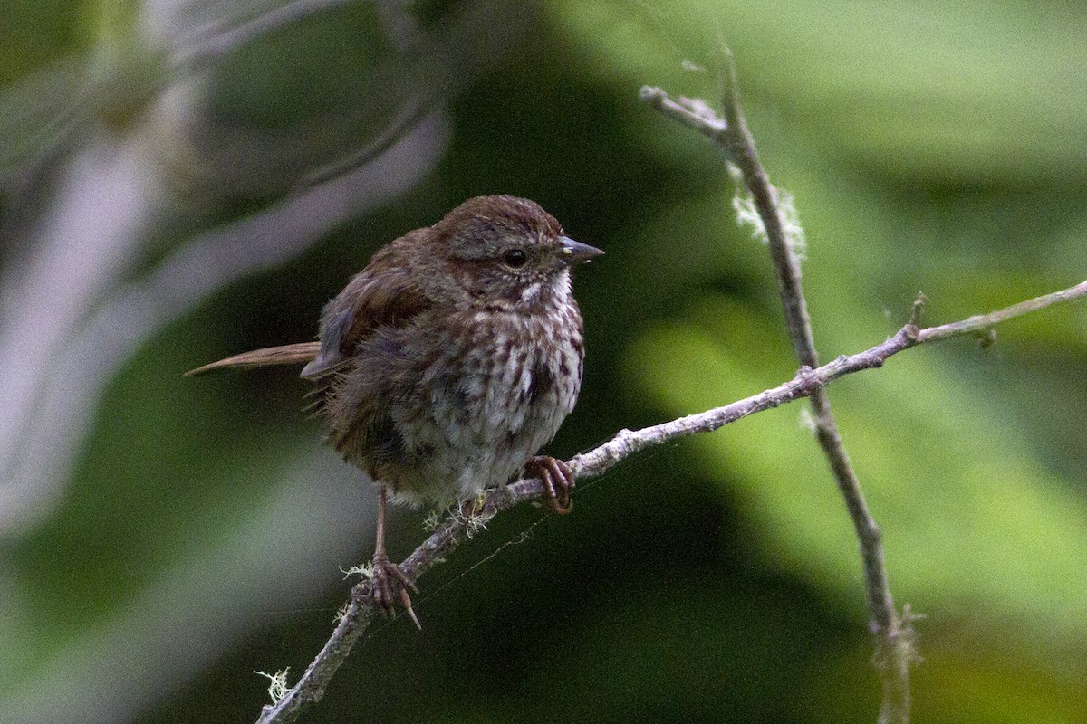 Song Sparrow - Richard Bunn