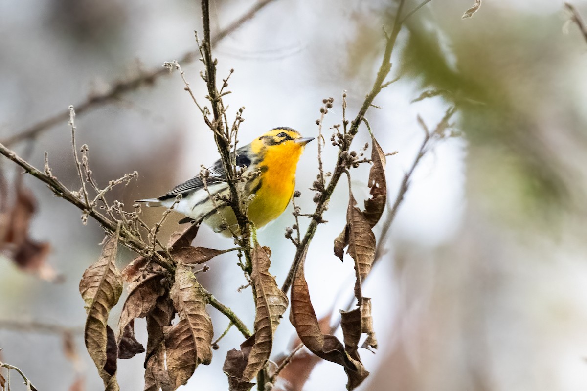 Blackburnian Warbler - ML659637625