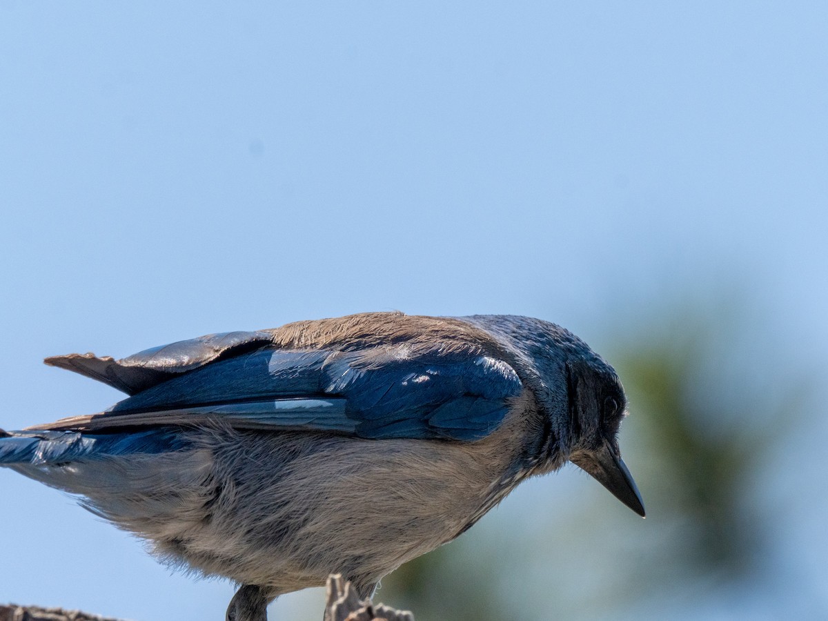 Woodhouse's Scrub-Jay - ML659637888