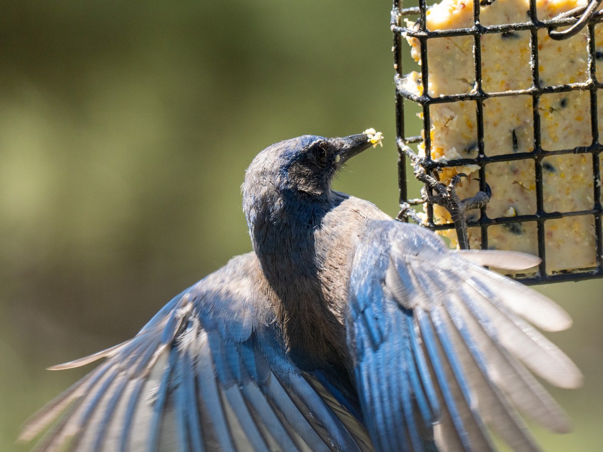Woodhouse's Scrub-Jay - ML659637889