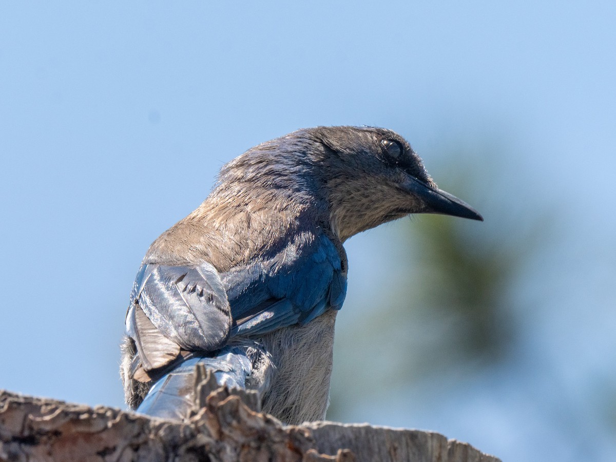 Woodhouse's Scrub-Jay - ML659637890
