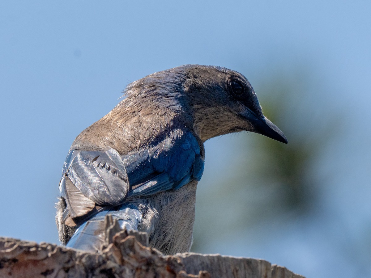 Woodhouse's Scrub-Jay - ML659637891