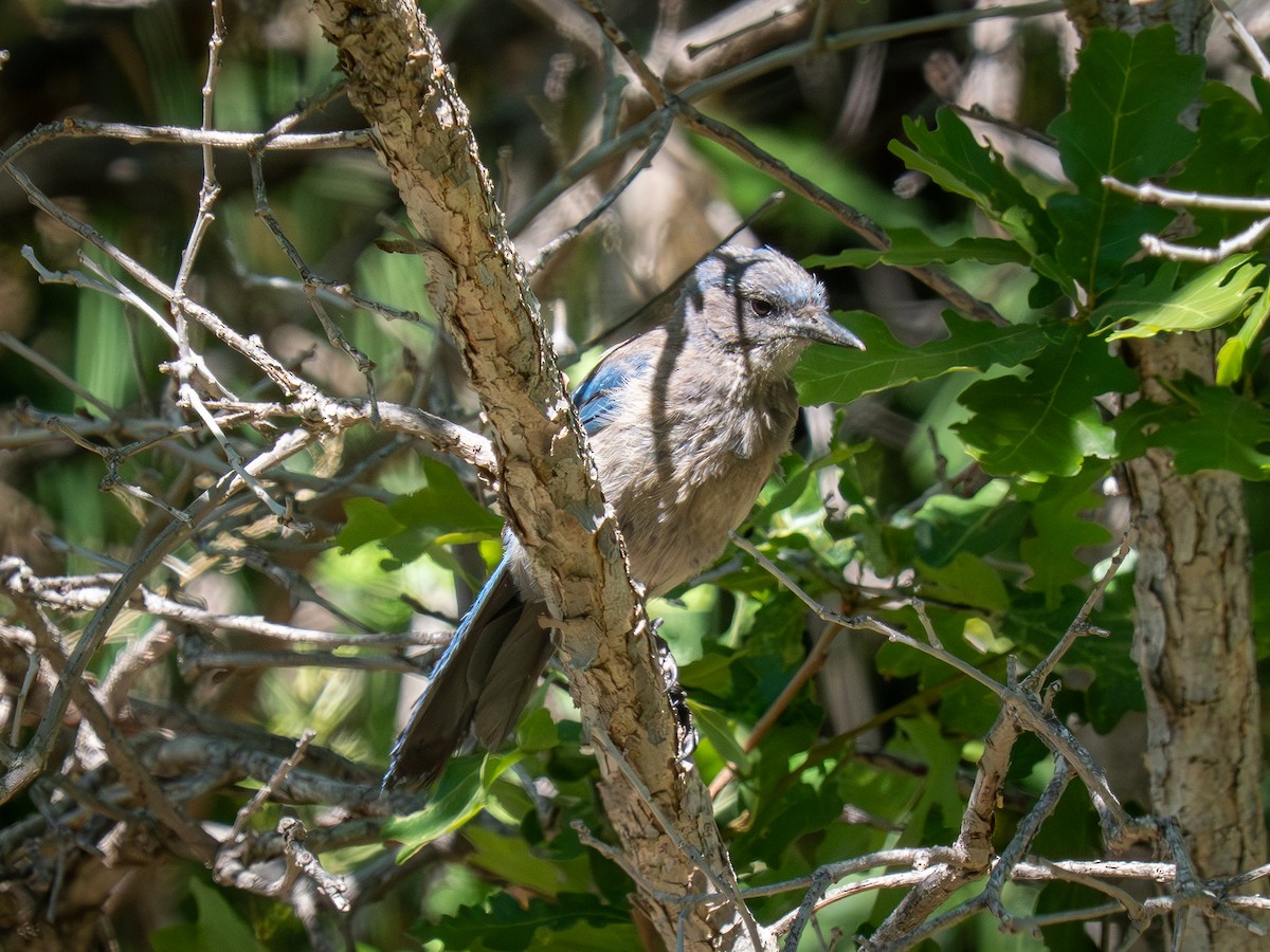 Woodhouse's Scrub-Jay - ML659637917