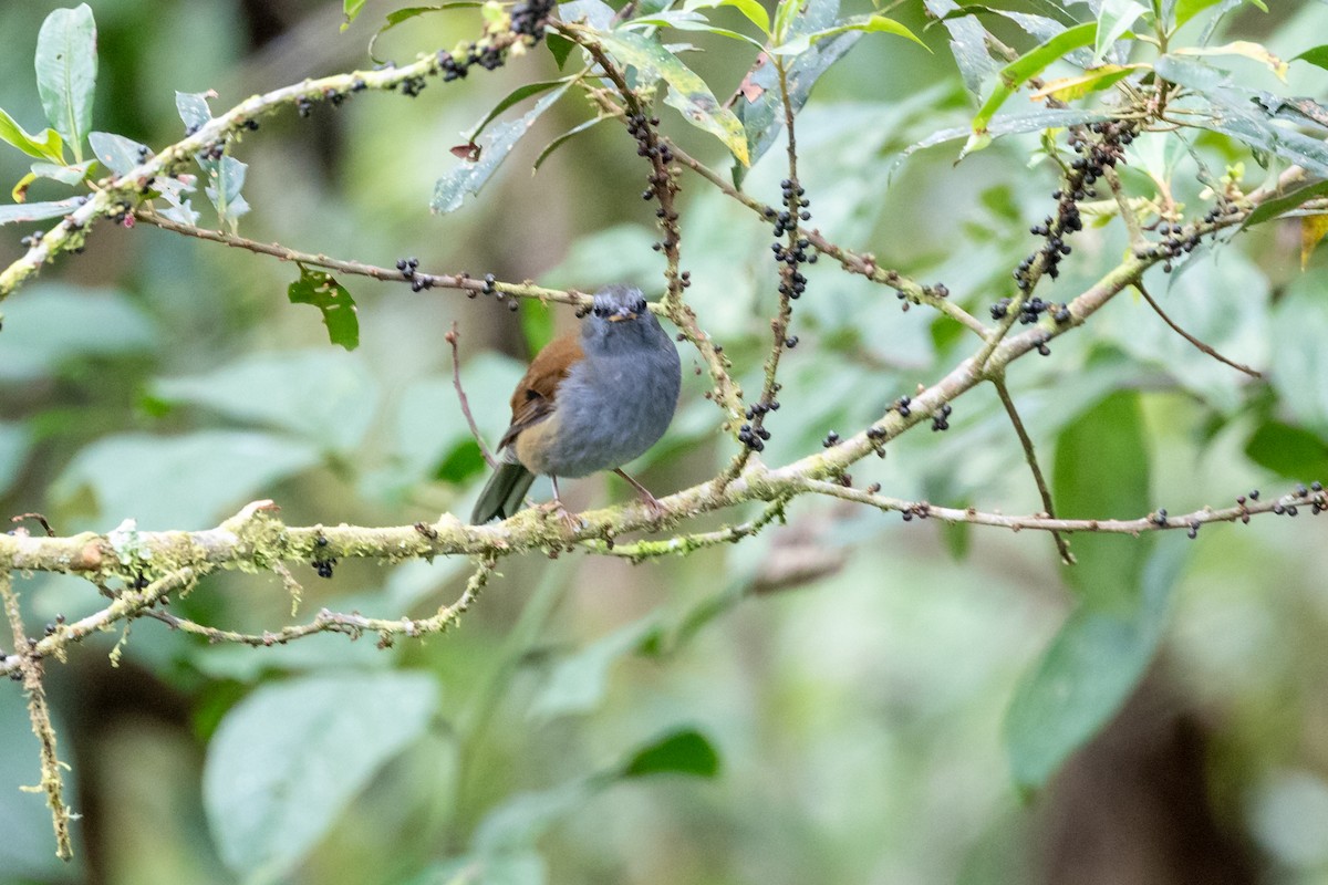 Andean Solitaire - ML659637943