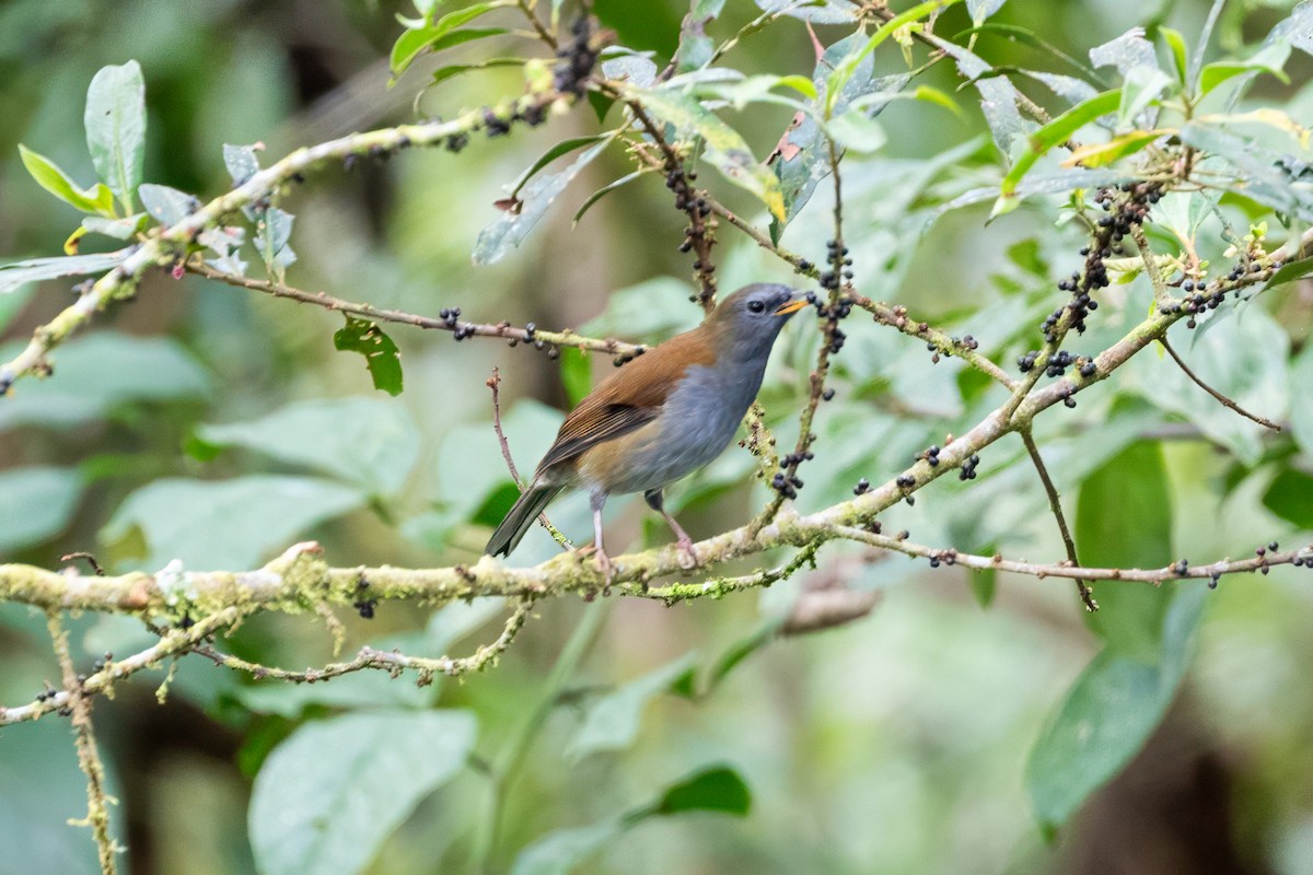 Andean Solitaire - ML659637944