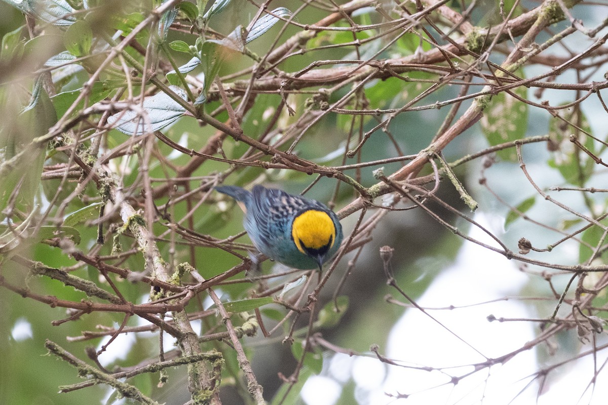 Saffron-crowned Tanager - ML659637961