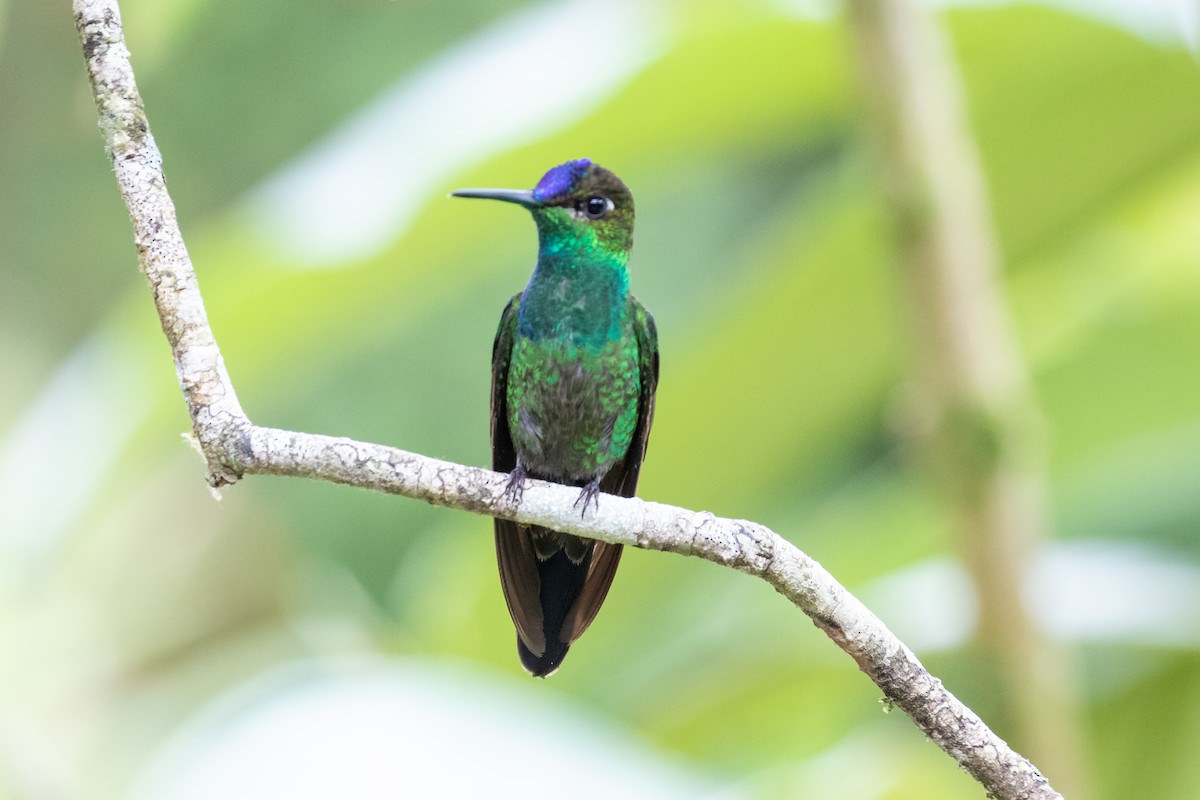 Violet-fronted Brilliant - ML659638062