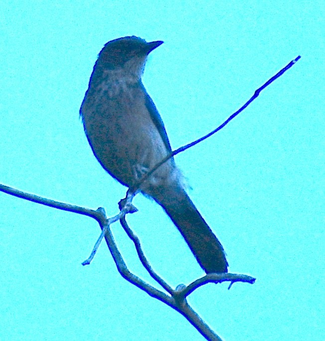Woodhouse's Scrub-Jay - ML659638068