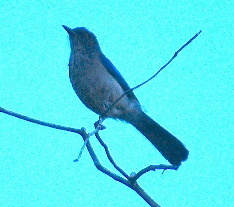Woodhouse's Scrub-Jay - ML659638069