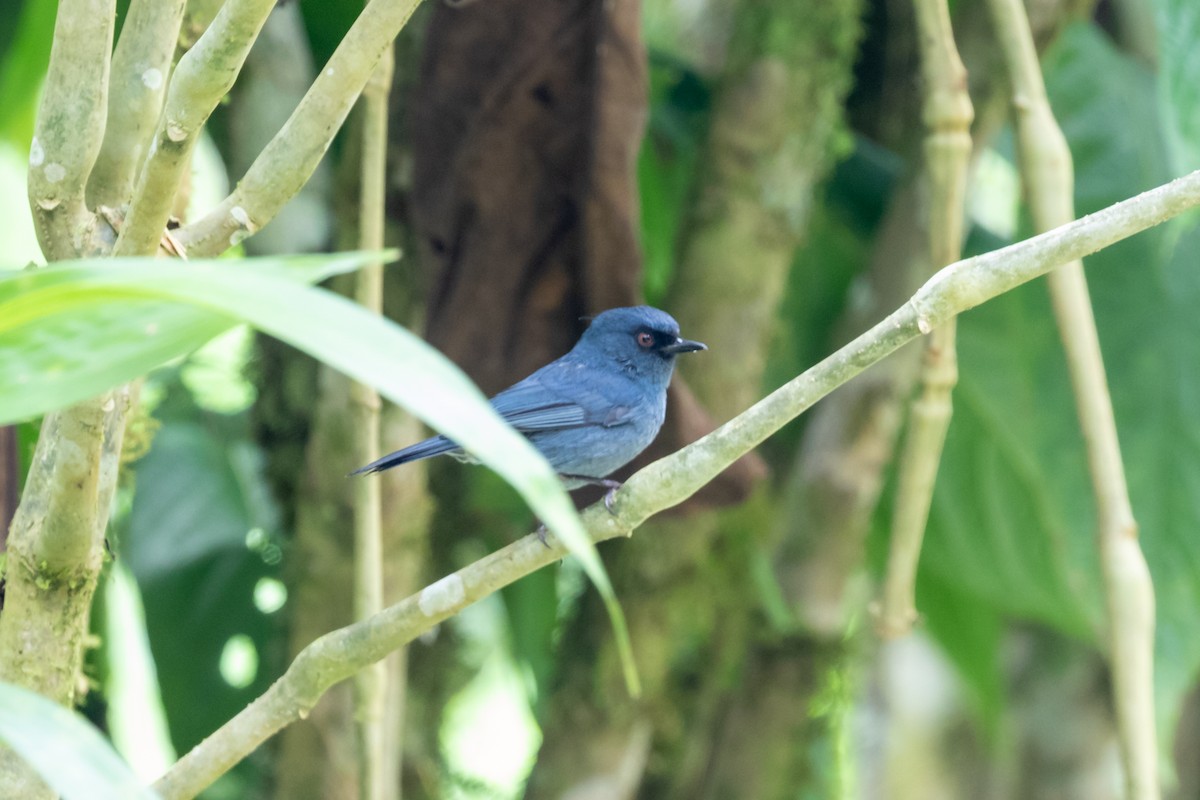 Bluish Flowerpiercer - ML659638077