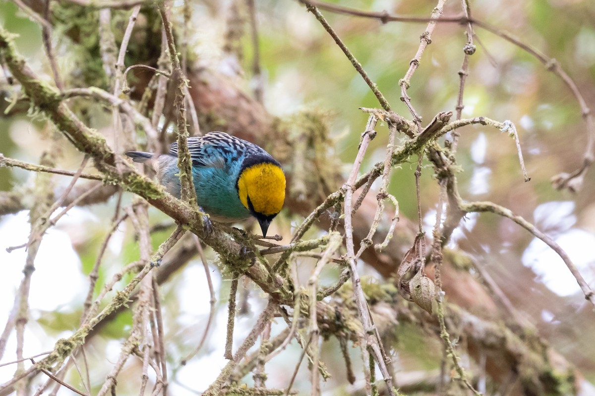 Saffron-crowned Tanager - ML659638082