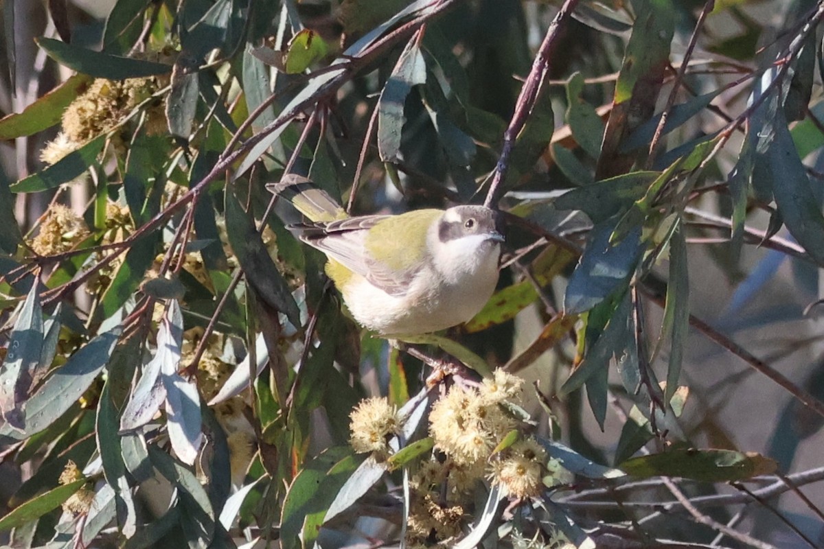 Brown-headed Honeyeater - ML659638401