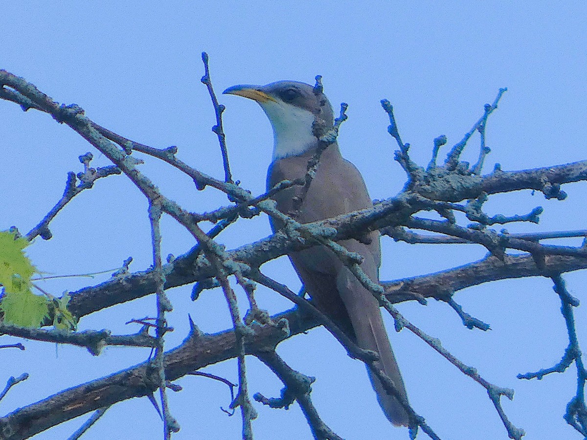 Cuclillo Piquigualdo - ML659639633