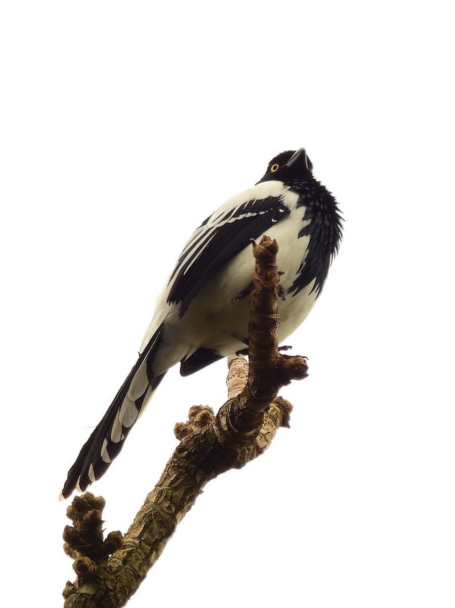 Magpie Tanager - ML659639860