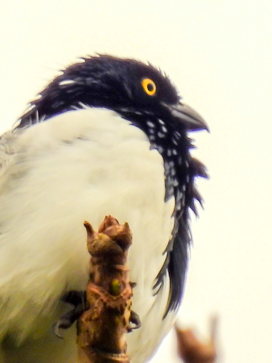 Magpie Tanager - ML659639914