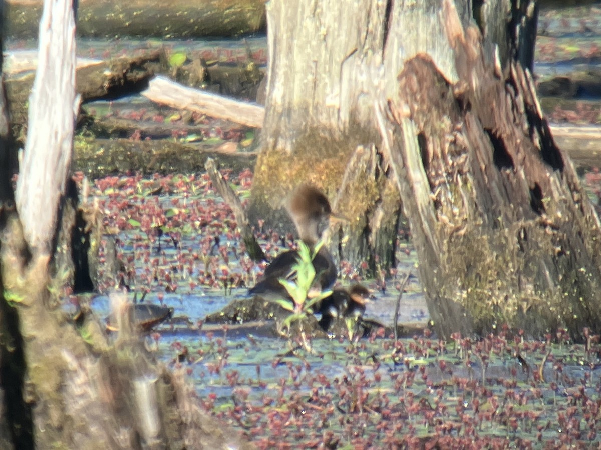 Hooded Merganser - ML659640235