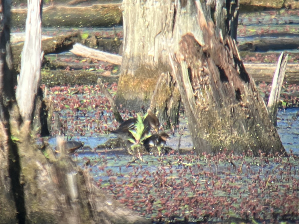 Hooded Merganser - ML659640237