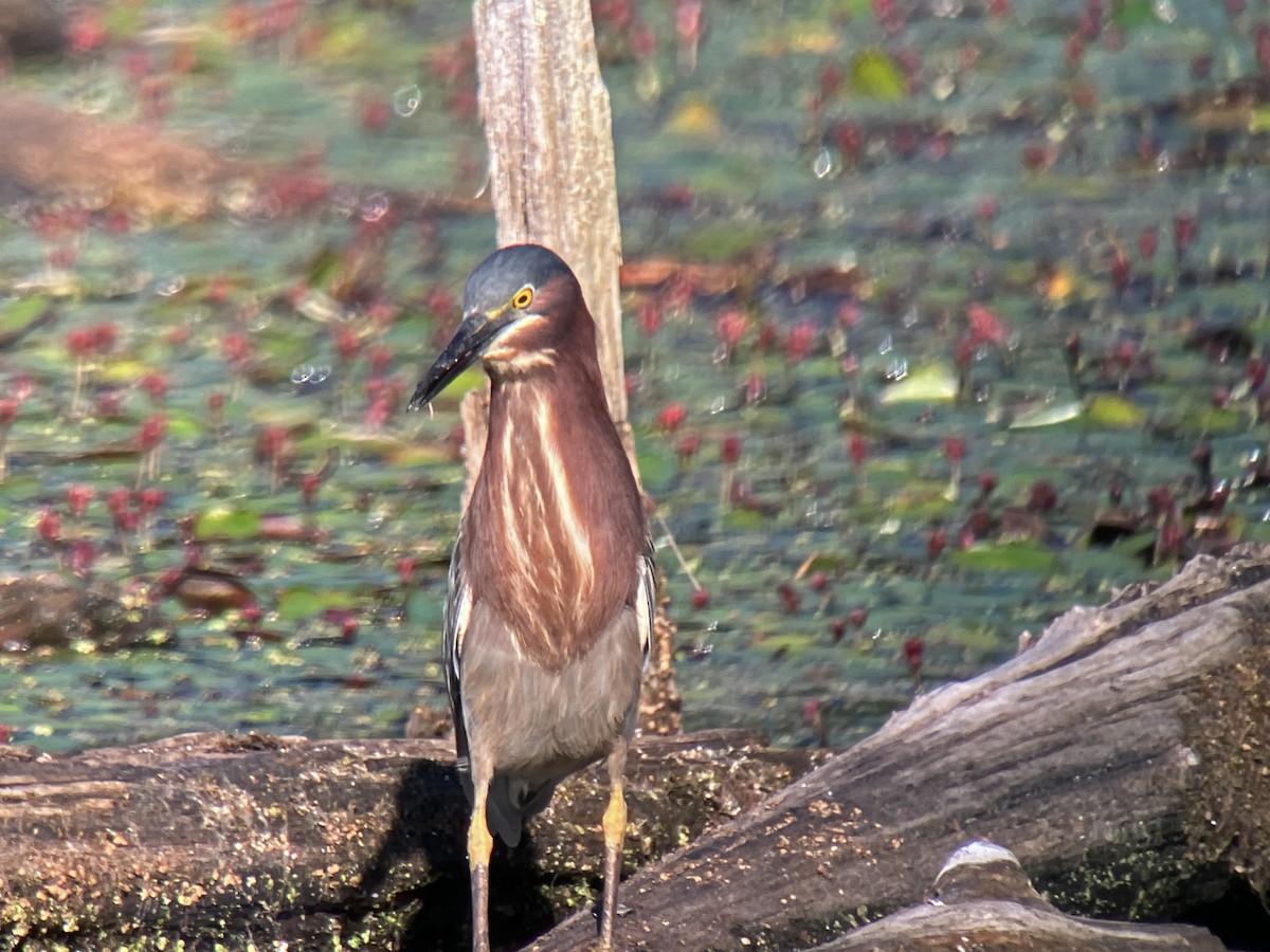 Green Heron - ML659640255