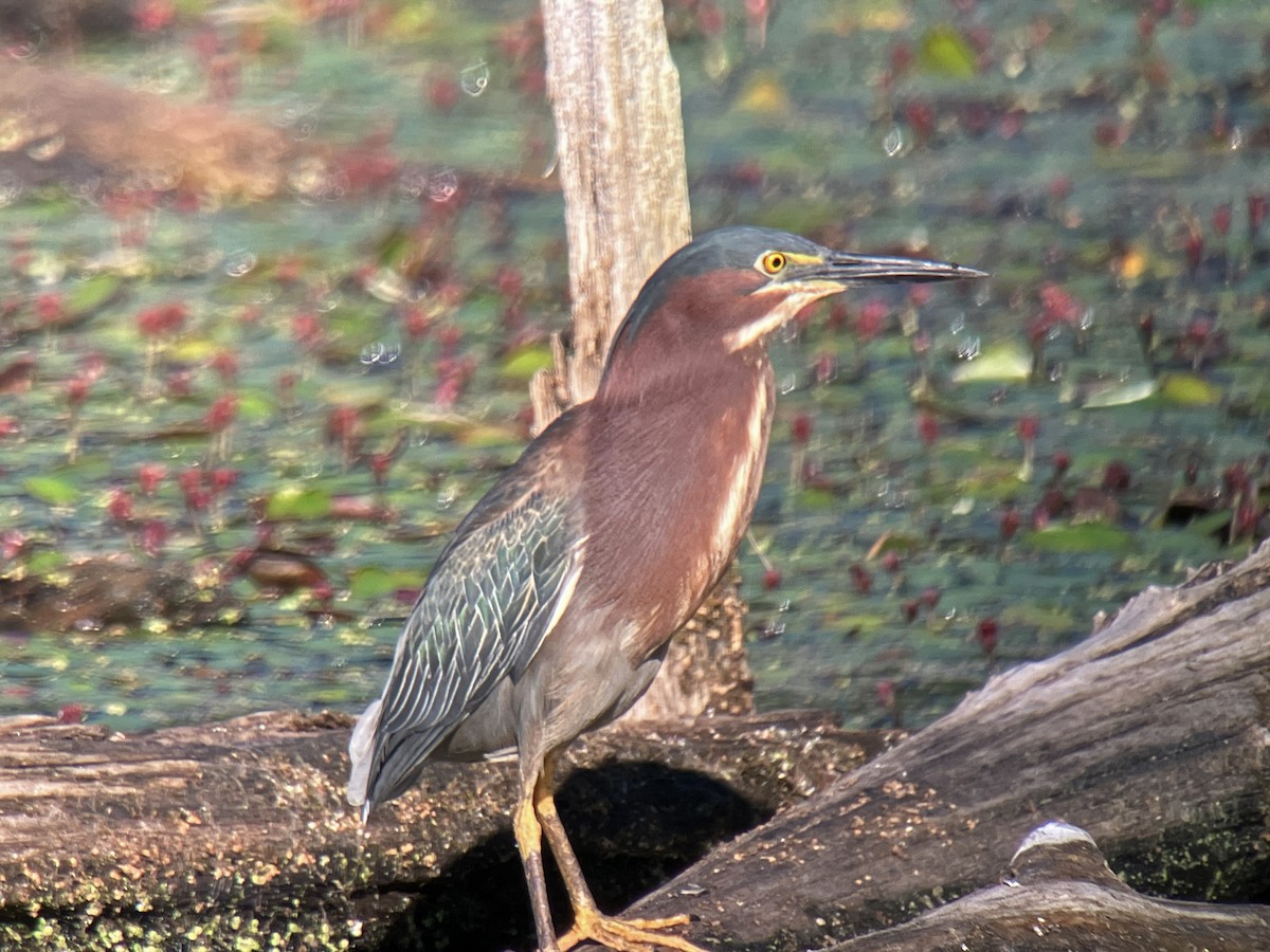 Green Heron - ML659640270