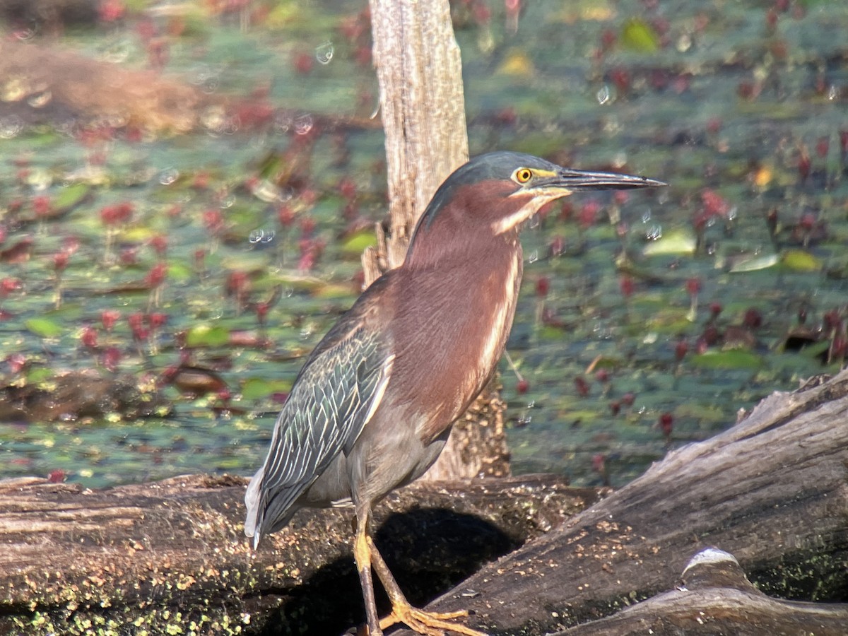 Green Heron - ML659640271