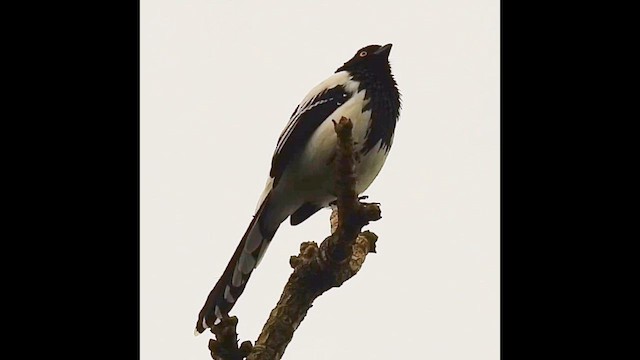 Elstertangare - ML659640289