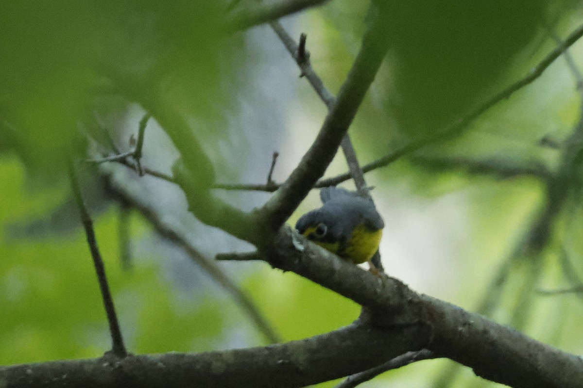 Canada Warbler - ML659640350