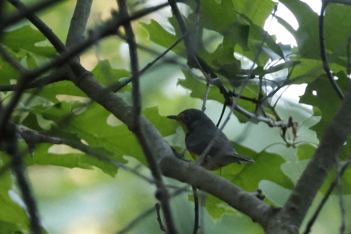 Canada Warbler - ML659640354