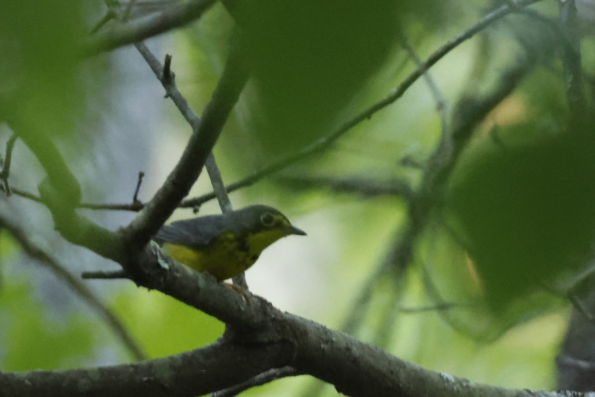Canada Warbler - ML659640355