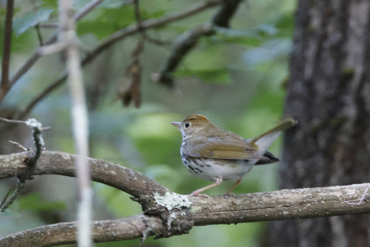 Ovenbird - ML659640356