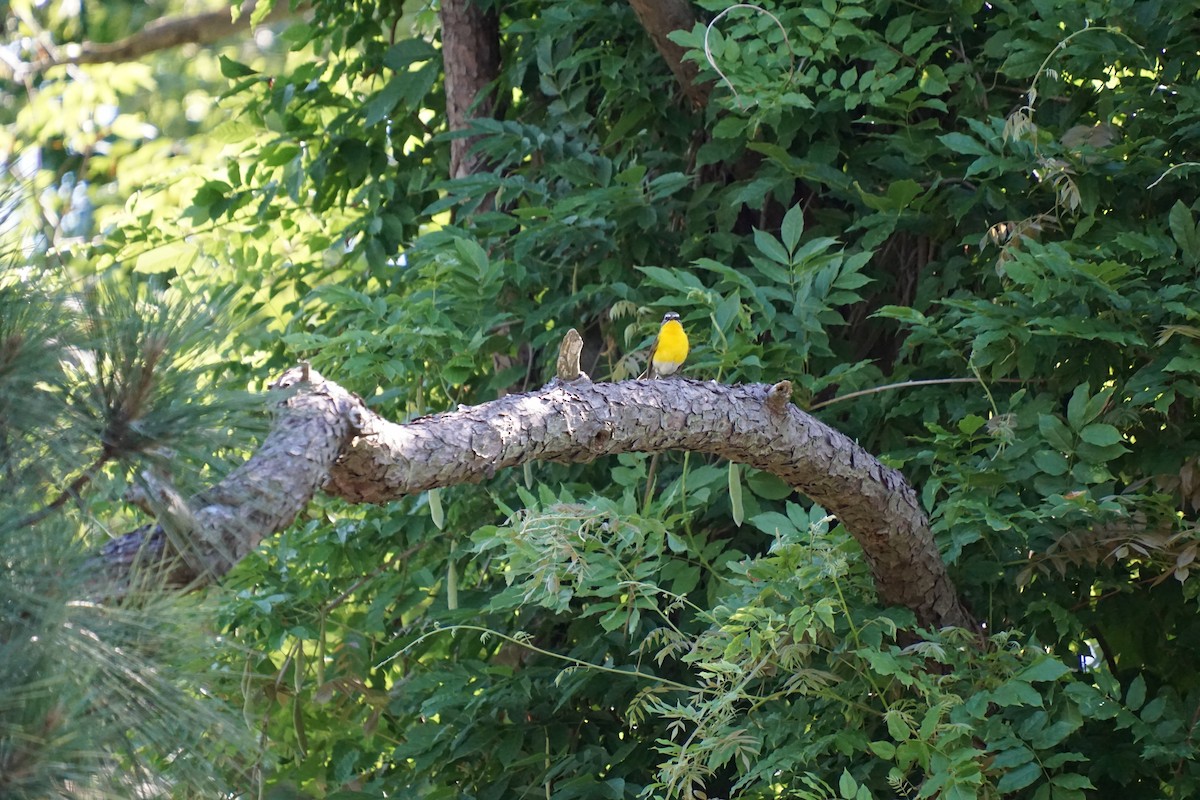 Yellow-breasted Chat - ML659640466