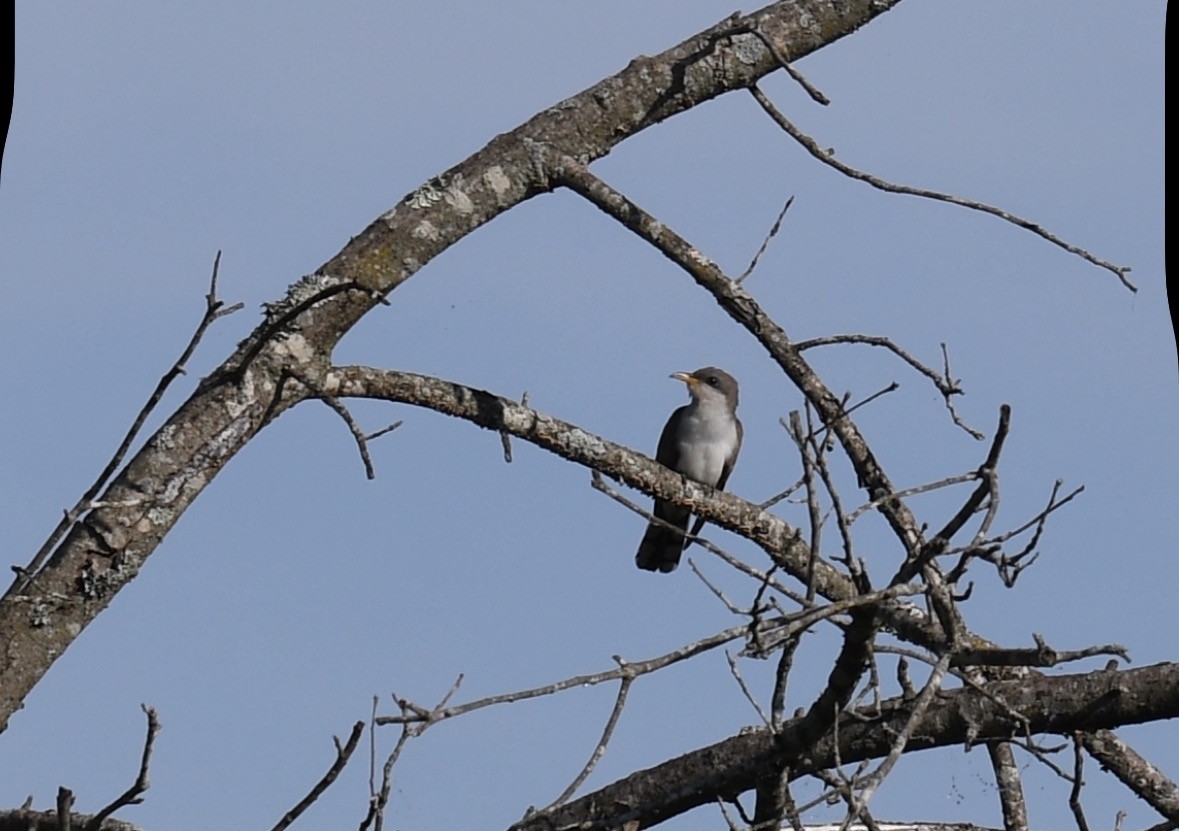 Cuclillo Piquigualdo - ML659640469