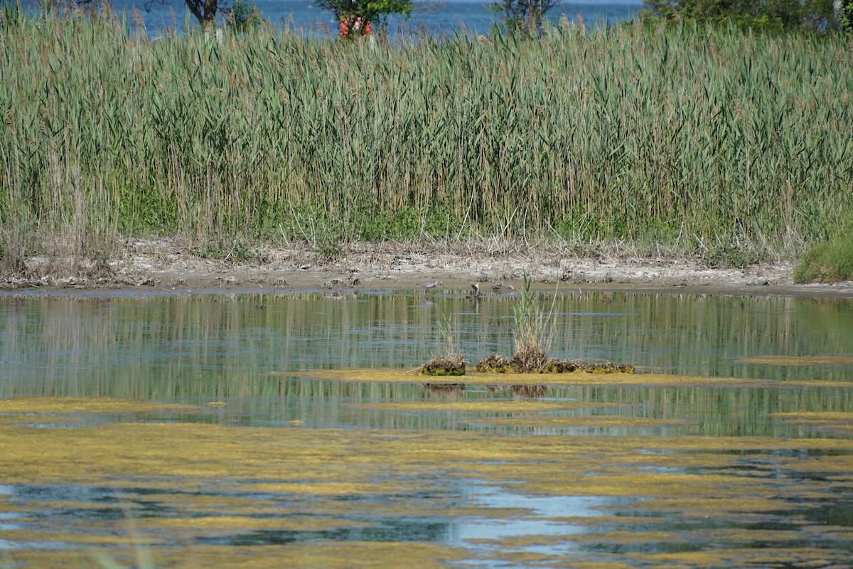 Greater Yellowlegs - ML659640524