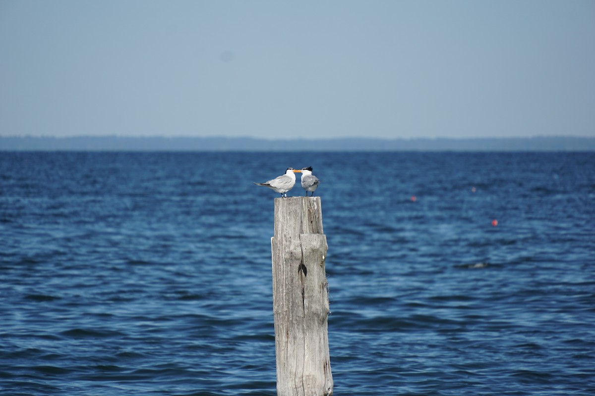 Royal Tern - ML659640572