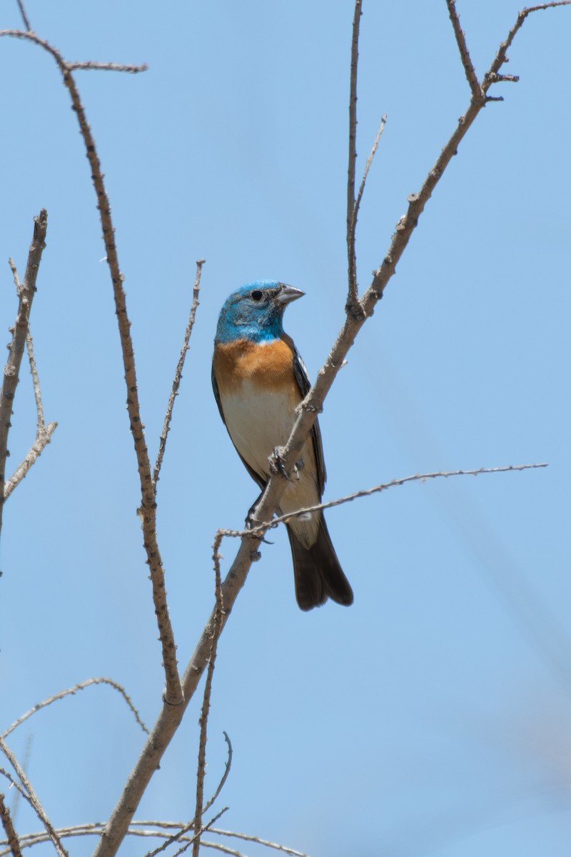 Lazuli Bunting - ML659640854