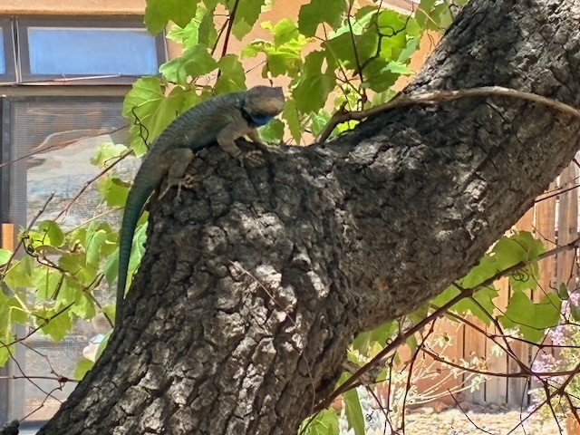 Clark's Spiny Lizard - ML659641211