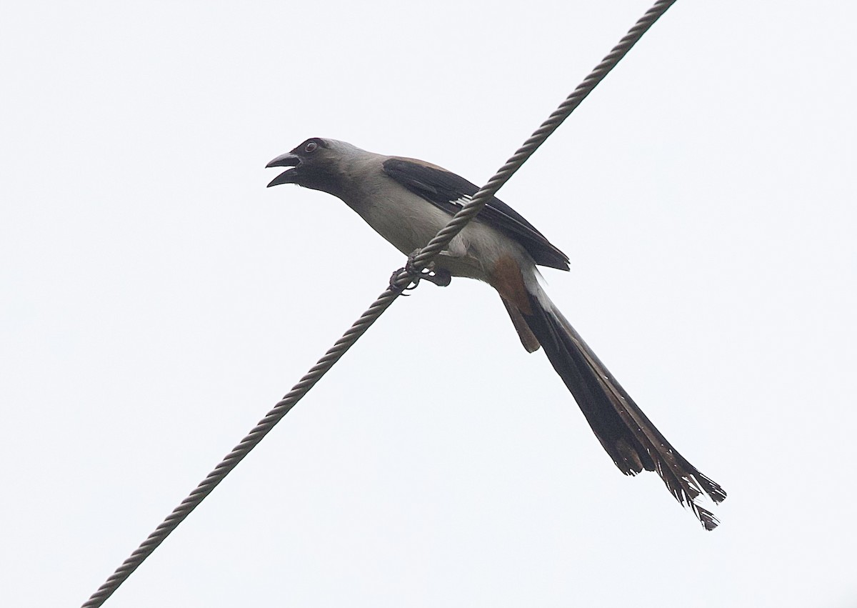 gråskjære - ML659641242