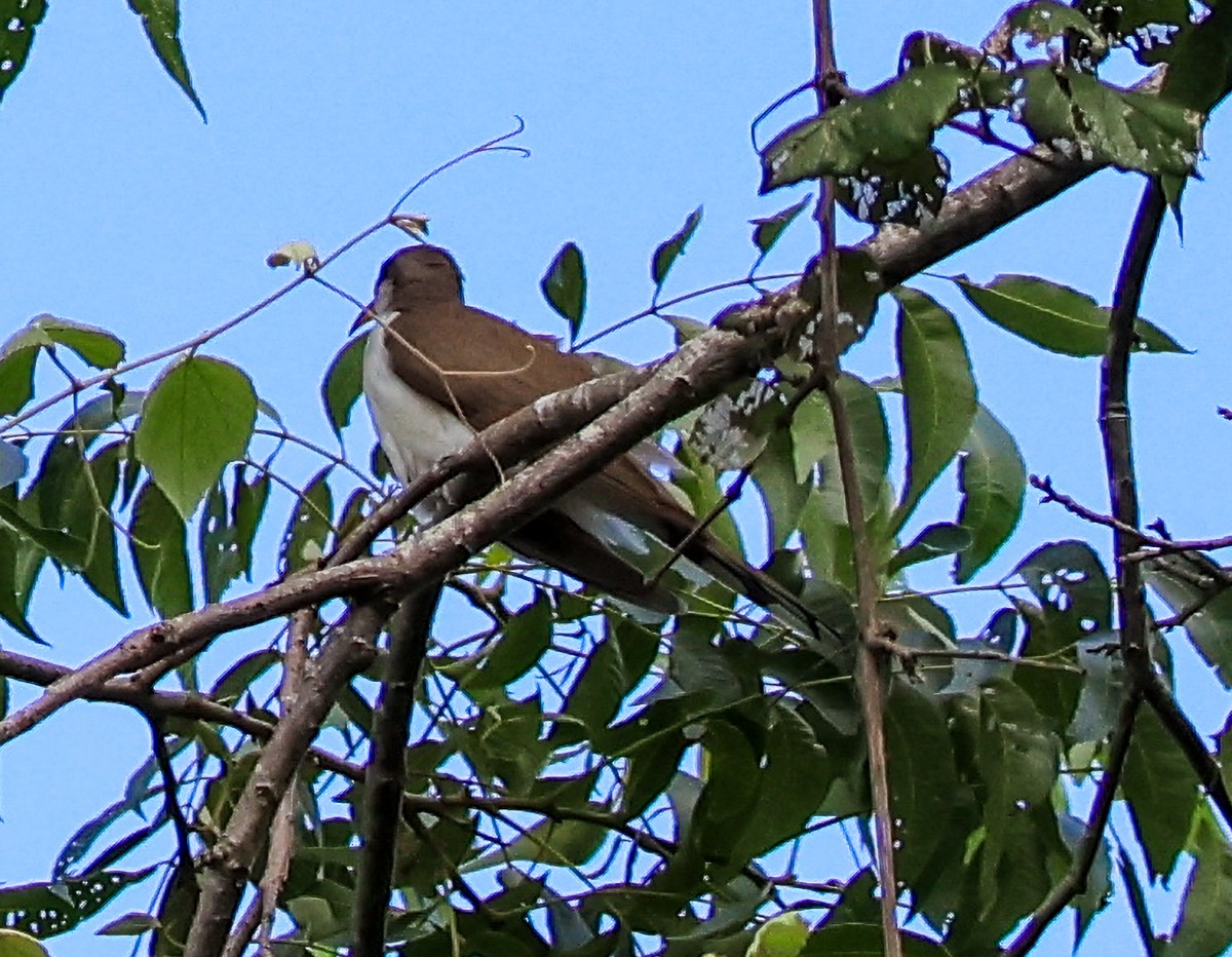 Cuclillo Piquigualdo - ML659641735