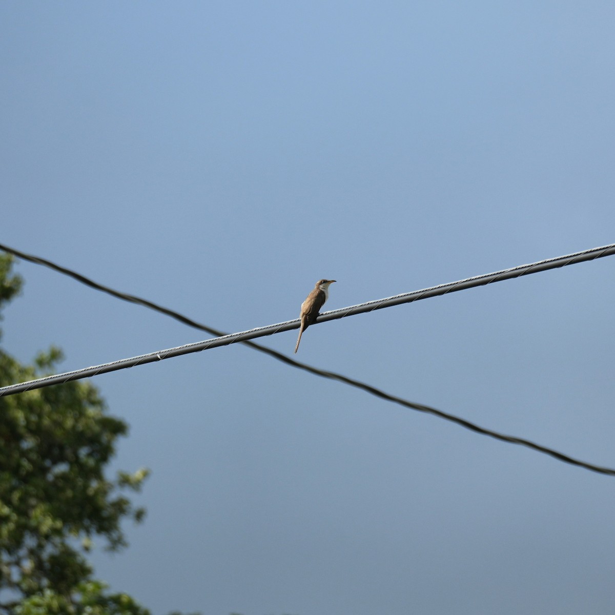 Cuclillo Piquigualdo - ML659642528