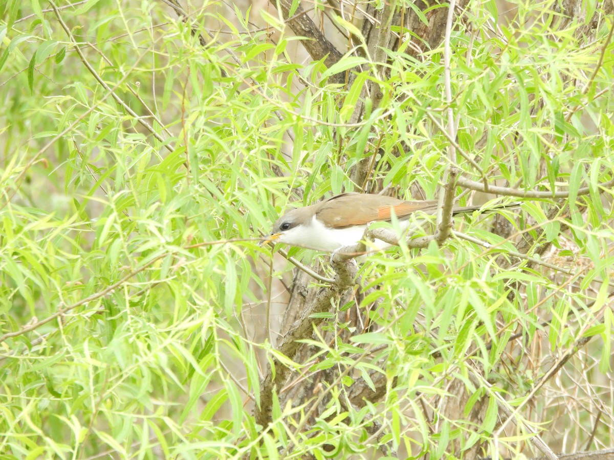 Cuclillo Piquigualdo - ML659643146