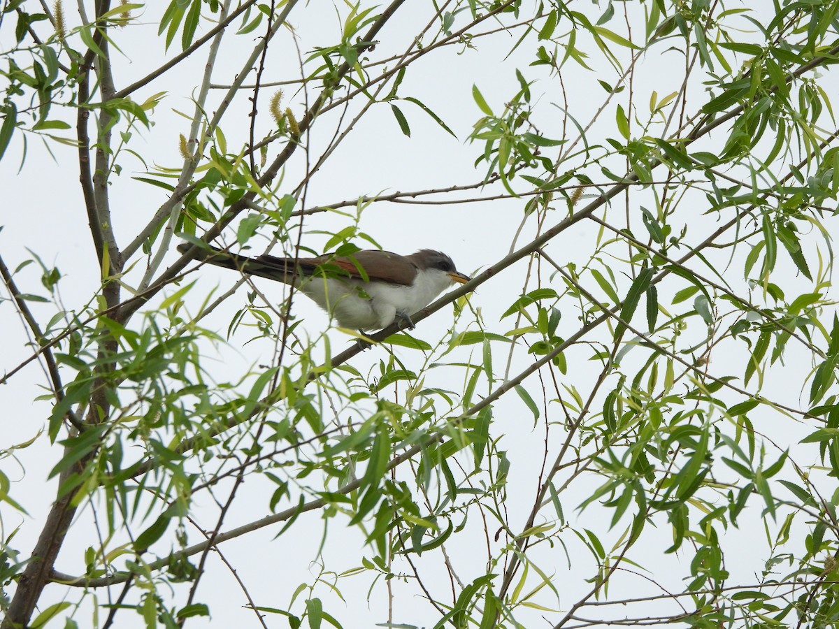 Cuclillo Piquigualdo - ML659643160