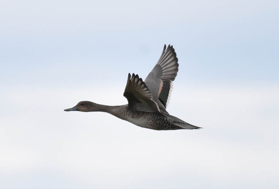 Northern Pintail - ML65964321