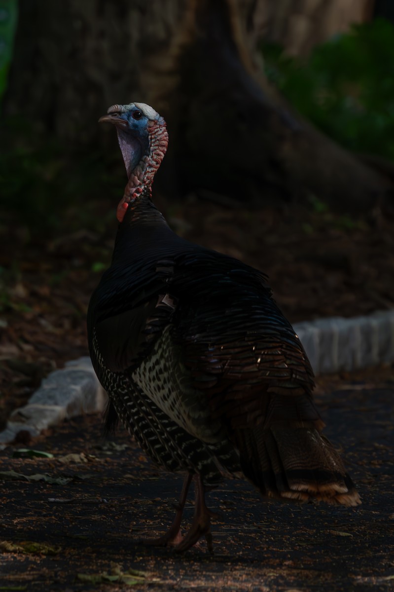 Wild Turkey - ML659643608