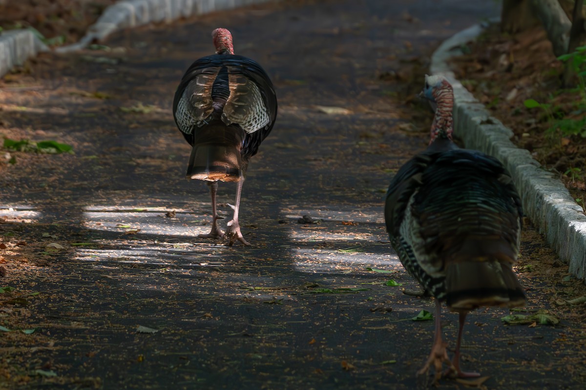 Wild Turkey - ML659643612