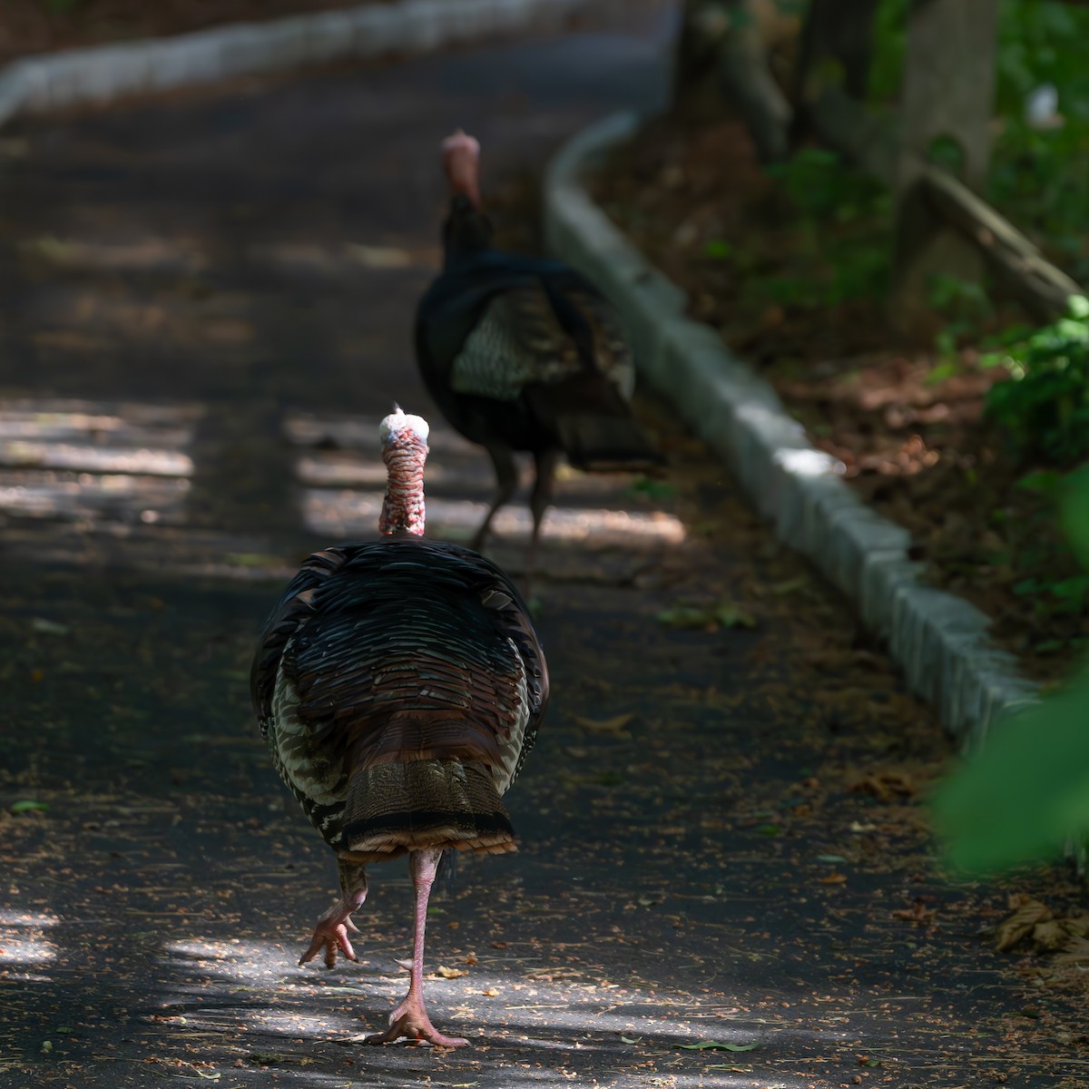 Wild Turkey - ML659643614