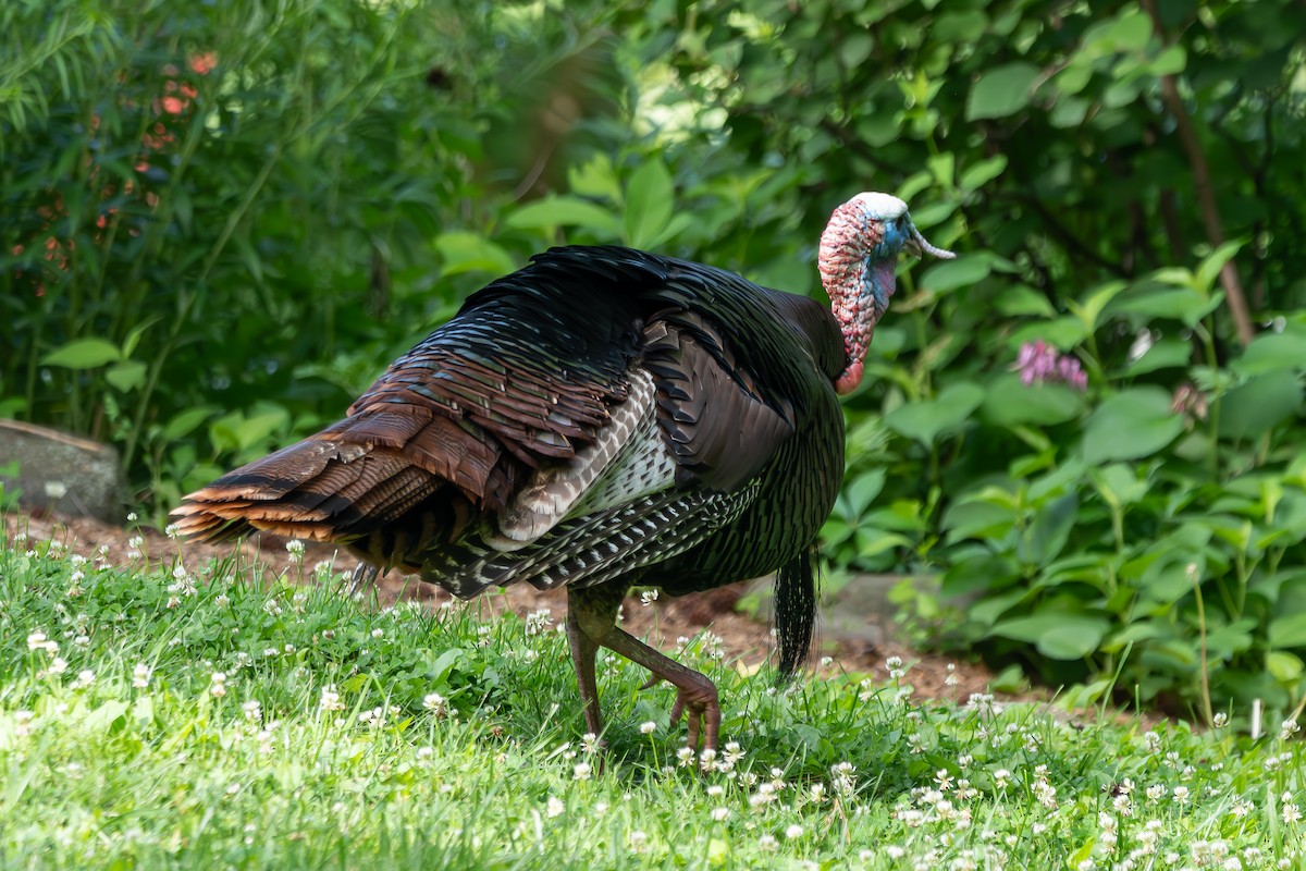 Wild Turkey - ML659643615