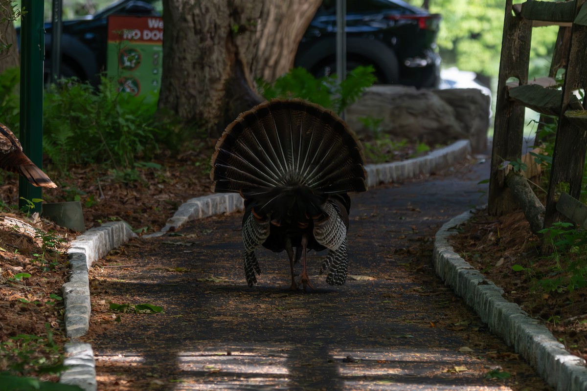 Wild Turkey - ML659643616