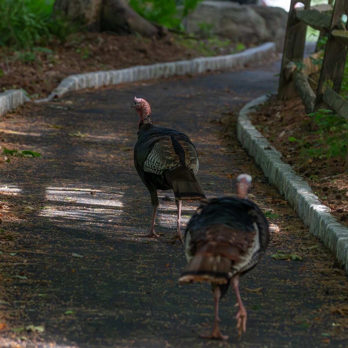 Wild Turkey - ML659643617